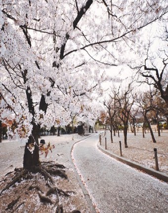 Cherry Bloosom
