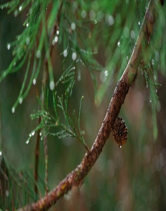 rain tree