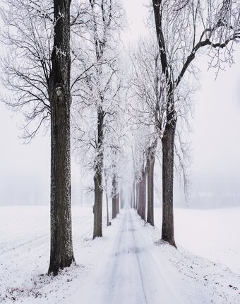 snow tree