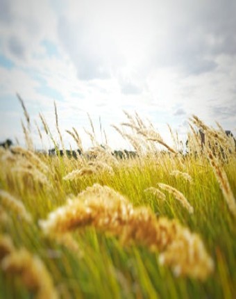 windy day